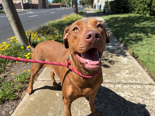 WAFFLE, an adoptable Pit Bull Terrier in Antioch, CA