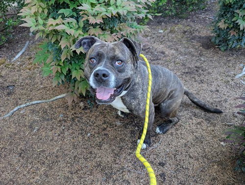BOWSER, an adoptable Pit Bull Terrier in Antioch, CA