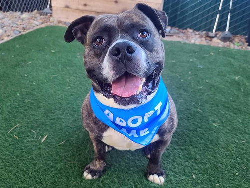 picture of the dog needing adoption