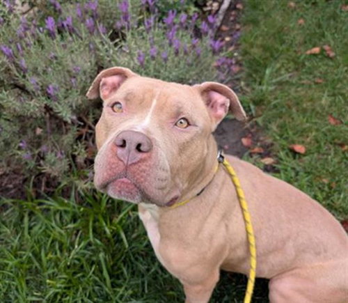 HABIT, an adoptable Pit Bull Terrier in Antioch, CA