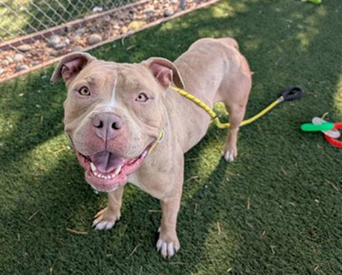 picture of the dog needing adoption