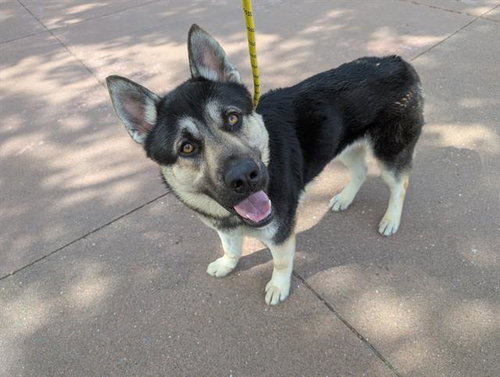RAISING CANE, an adoptable Siberian Husky in Antioch, CA