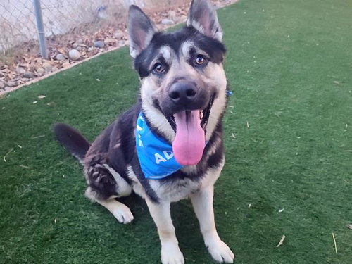 picture of the dog needing adoption