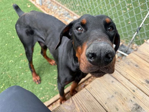 HARDEES, an adoptable Doberman Pinscher in Antioch, CA