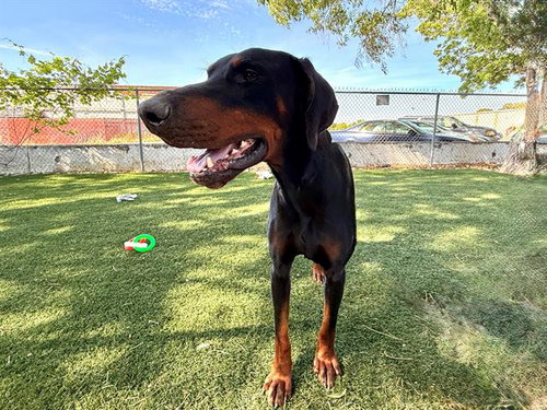 picture of the dog needing adoption
