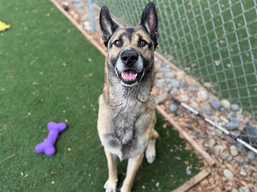 FIREHOUSE, an adoptable German Shepherd Dog in Antioch, CA