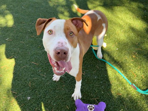 BIG JAKE, an adoptable Pit Bull Terrier in Antioch, CA