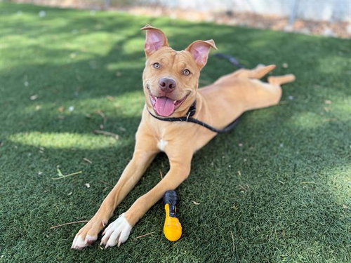 CALI TUNA, an adoptable Pit Bull Terrier in Antioch, CA