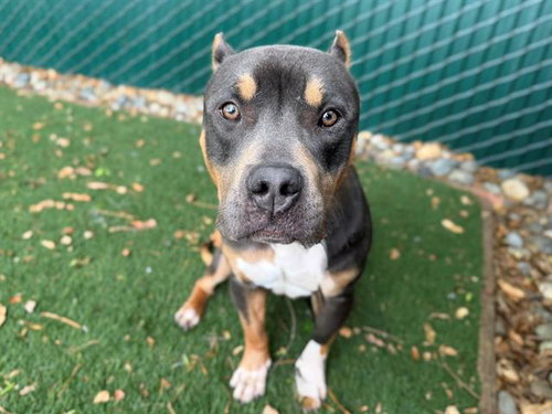 CRAZY BREAD, an adoptable Pit Bull Terrier in Antioch, CA