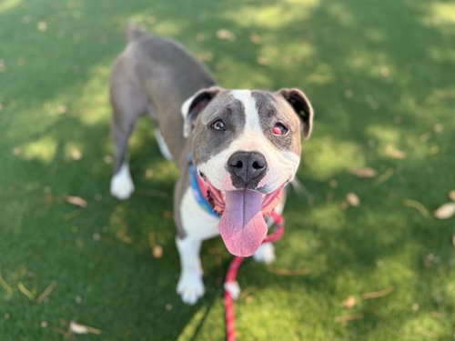 DIORA, an adoptable Pit Bull Terrier in Antioch, CA