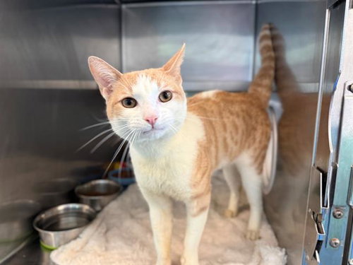 LUNA, an adoptable Domestic Short Hair in Antioch, CA