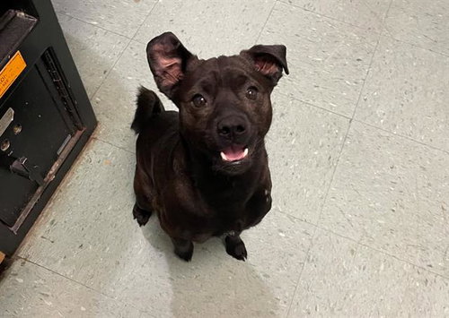 MEATBALL SUB, an adoptable Chihuahua in Antioch, CA