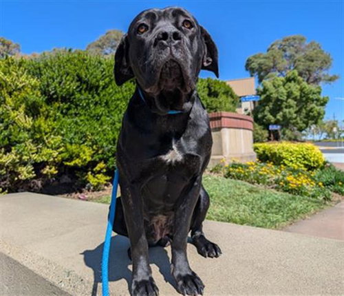 CASSY, an adoptable Mastiff in Antioch, CA
