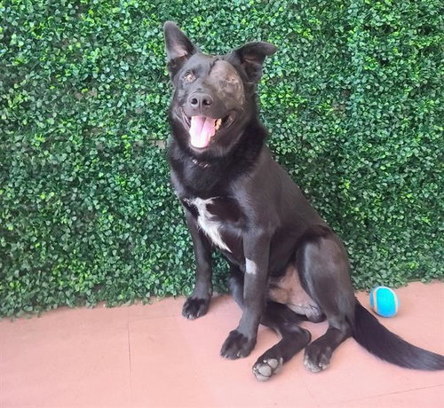 DIPLO, an adoptable German Shepherd Dog in Antioch, CA
