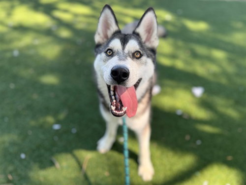 BENITO, an adoptable Siberian Husky in Antioch, CA