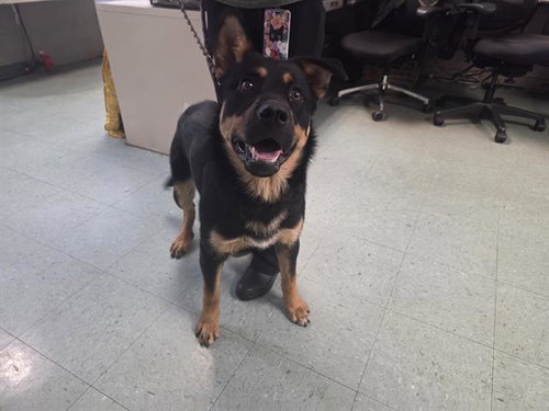 picture of the dog needing adoption