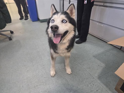 picture of the dog needing adoption