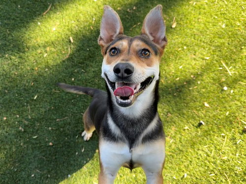 REZZ, an adoptable German Shepherd Dog in Antioch, CA