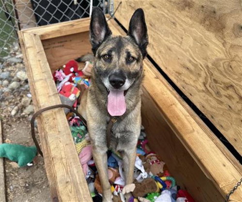 FIREHOUSE, an adoptable German Shepherd Dog in Antioch, CA