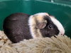 PEANUT - Photo 1