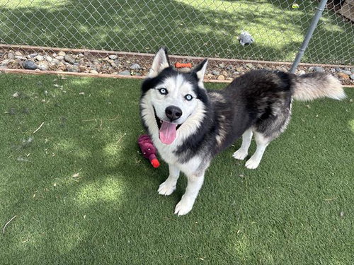 DEADMAU5, an adoptable Siberian Husky in Antioch, CA