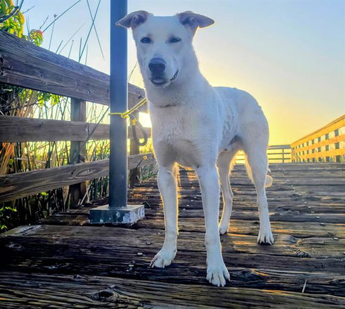 LAIDBACK LUKE, an adoptable German Shepherd Dog in Antioch, CA