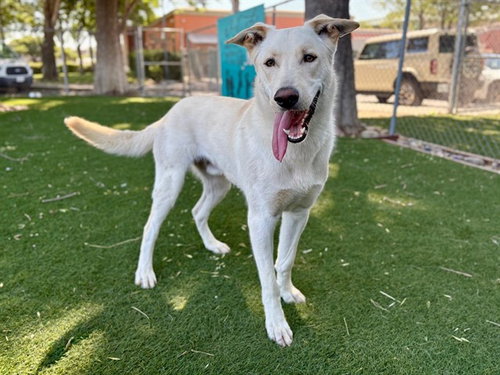 LAIDBACK LUKE, an adoptable German Shepherd Dog in Antioch, CA