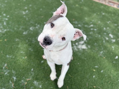 ZEDD, an adoptable Pit Bull Terrier in Antioch, CA