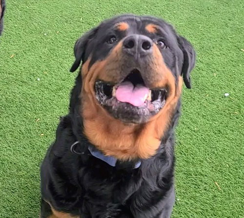 MAX, an adoptable Rottweiler in Antioch, CA