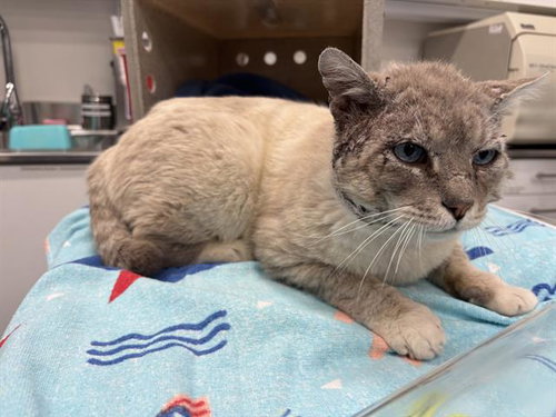GRAND CANYON, an adoptable Domestic Short Hair in Antioch, CA