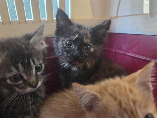 NORTH CASCADES, an adoptable Domestic Short Hair in Antioch, CA