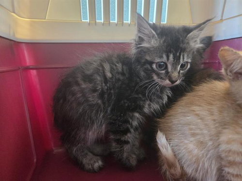 PINNACLES, an adoptable Domestic Long Hair in Antioch, CA