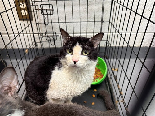 THEODORE ROOSEVELT, an adoptable Domestic Short Hair in Antioch, CA