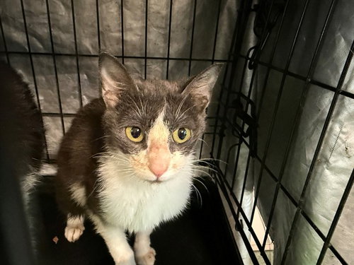 KATMAI, an adoptable Domestic Short Hair in Antioch, CA