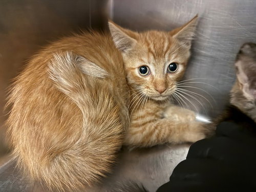 LAKE CLARK, an adoptable Domestic Short Hair in Antioch, CA