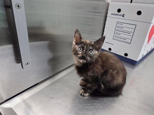 MESA VERDE, an adoptable Domestic Short Hair in Antioch, CA