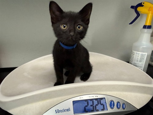 CARLSBAD CAVERNS, an adoptable Domestic Short Hair in Antioch, CA