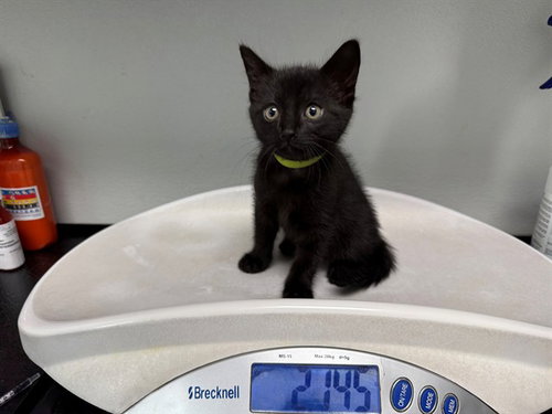 BADLANDS, an adoptable Domestic Short Hair in Antioch, CA