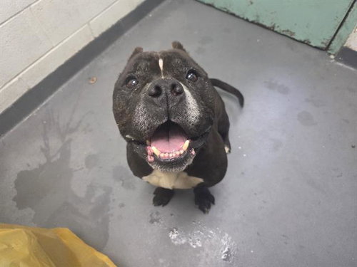 ZION, an adoptable Pit Bull Terrier in Antioch, CA