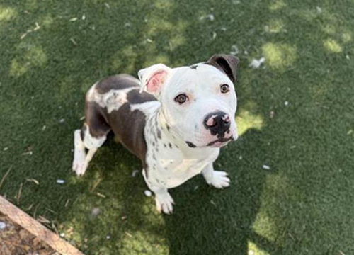 JOSHUA TREE, an adoptable Pit Bull Terrier in Antioch, CA