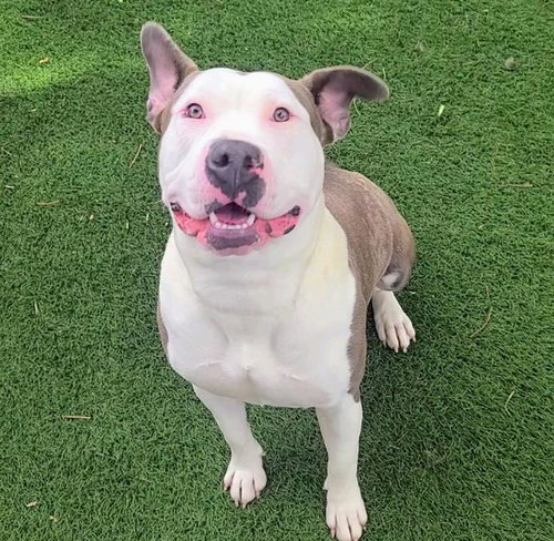 HONEY DIJON, an adoptable Pit Bull Terrier in Antioch, CA