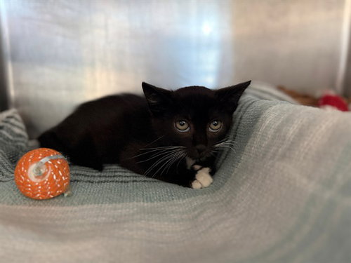 MOONRIDGE, an adoptable Domestic Short Hair in Antioch, CA