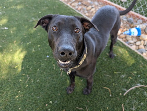 RIVER, an adoptable Labrador Retriever in Antioch, CA