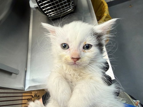 STORM, an adoptable Domestic Short Hair in Antioch, CA