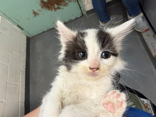 SNOWCAP, an adoptable Domestic Short Hair in Antioch, CA