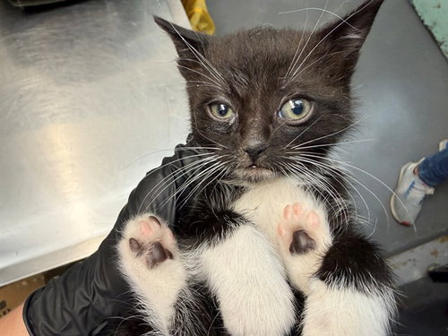 STONE, an adoptable Domestic Short Hair in Antioch, CA