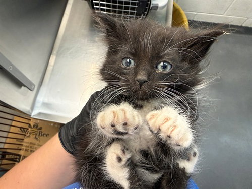 SLATE, an adoptable Domestic Short Hair in Antioch, CA