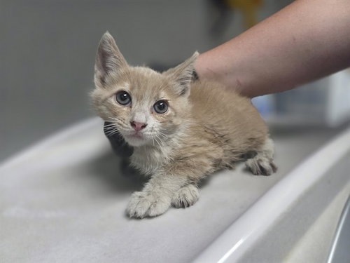 REEF, an adoptable Domestic Short Hair in Antioch, CA