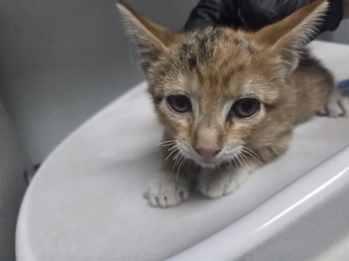 SCOUT, an adoptable Domestic Short Hair in Antioch, CA
