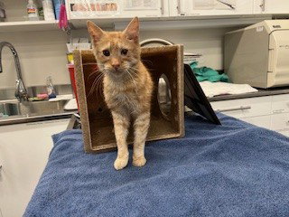 CLIFF, Young Domestic Medium Hair (medium coat), cat for adoption in San Rafael, California